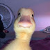 ChuckleDuck