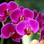 blooming Orchids