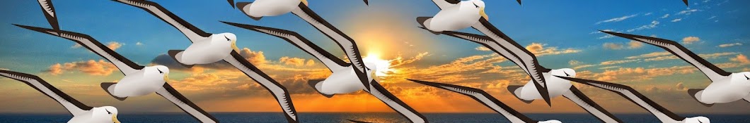 Albatrots