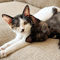 Kacie & Mo the KCMO Cats