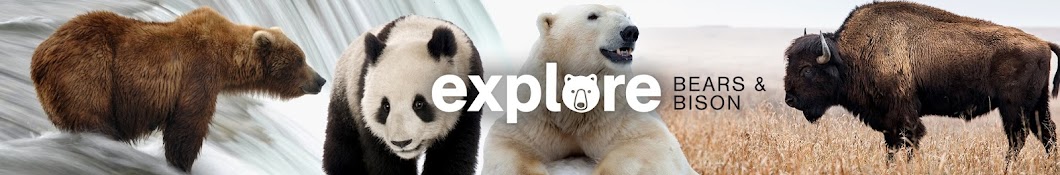 Explore Bears & Bison