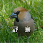 鳥撮チャンネル