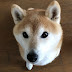 柴ワンコ・目指せ旅犬 Channel