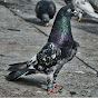 pigeon baku