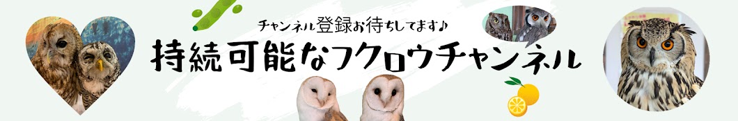 The channel for owls lovers