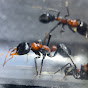 Myrmecia aus