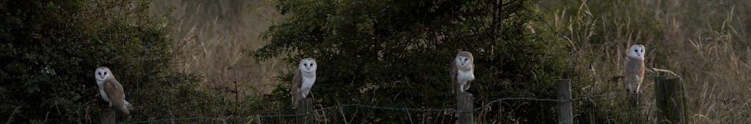 Cayton Barn Owl Box