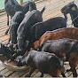 Sunwin SheikhGoat farm