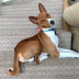 Mwimbaji Basenji of Utah