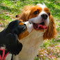 CKCS DOG Rin-Channel  [ Cavalier King Charles Spaniel ]