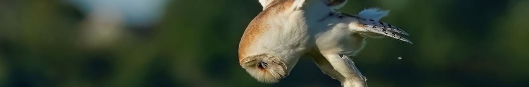 Somerset Barn Owl Live