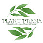 Plant Prana Oils