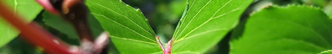 Dana y letras Banner