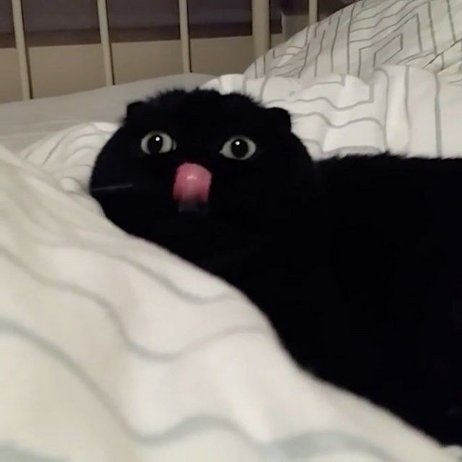 Черный котик показывает язык