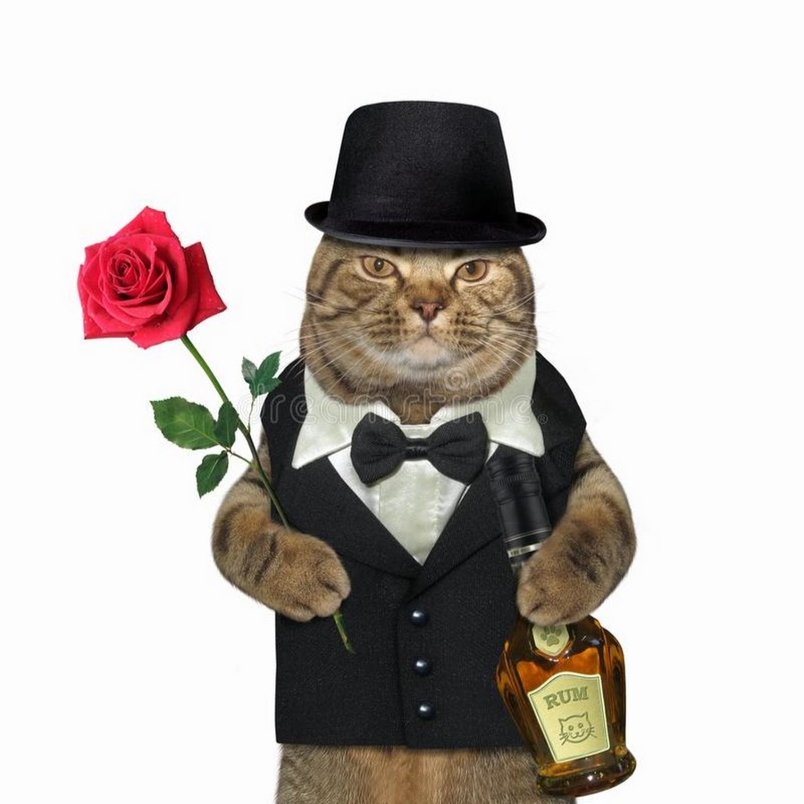 Котик в костюме джентльмена