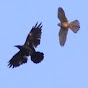 Kestrels and Crows
