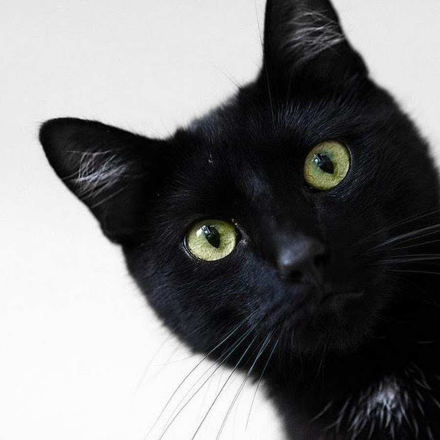 Черная кошка. Морда черного кота. Кошечка черная. Красивая черная кошка.