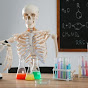 The Anatomical Chemist