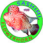 Sashimi The Flowerhorn