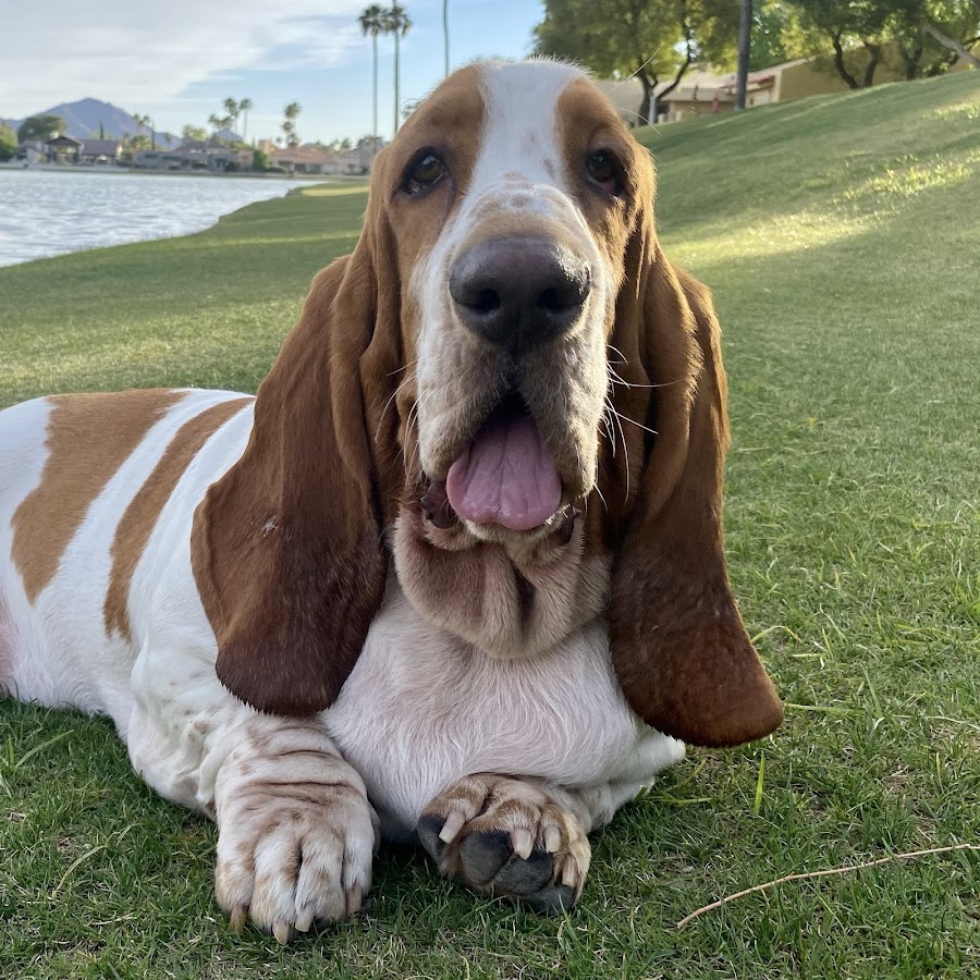 Frank And Clyde The Euro Bassets!