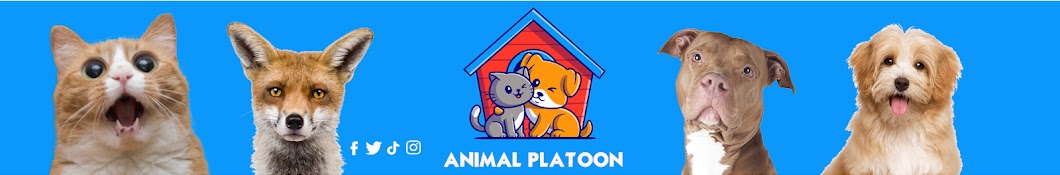 Animal Platoon