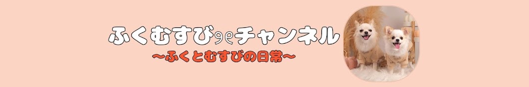 チワワのふくむすび୨୧チャンネル