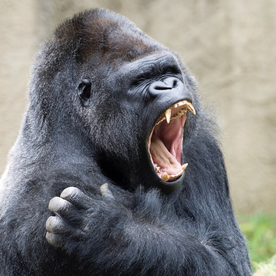 Gorilla animal. Обезьяна горилла. Гориооа. Горилла фото.
