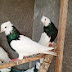 pigeons kurdish