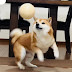 柴犬たんぽぽ  Shibainu