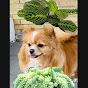 Plants and Pom