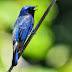 blue bird