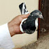 Hamza brand pigeon lover