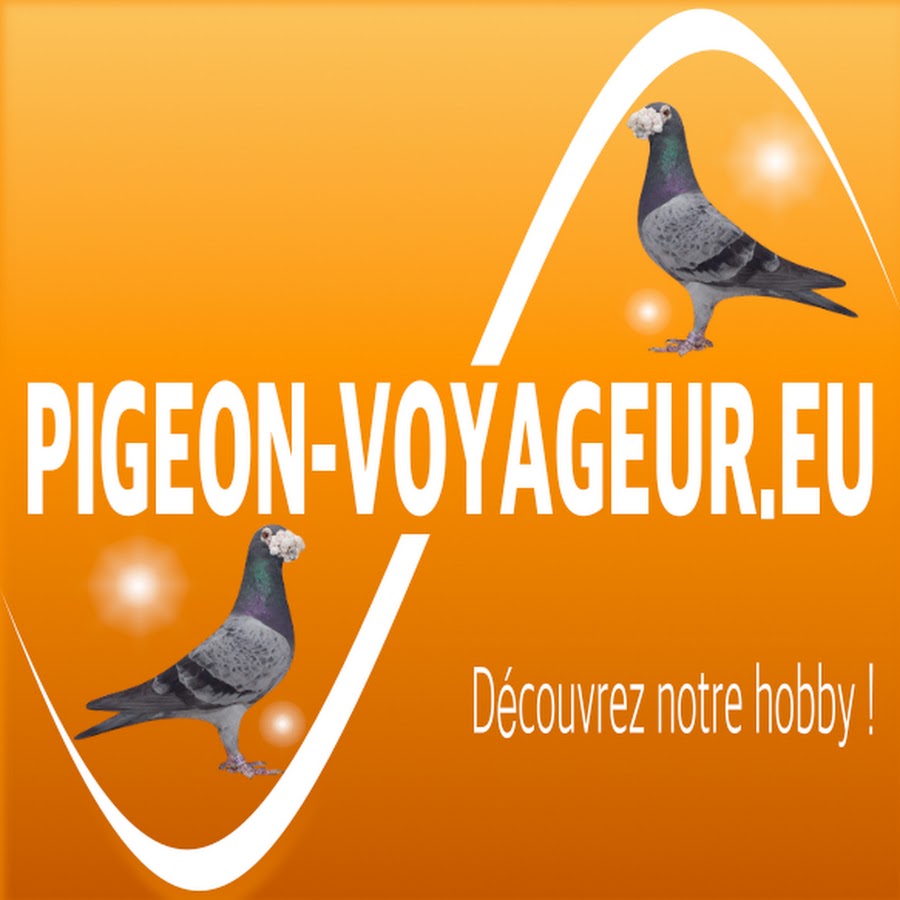 Pigeon racing portal @PortaildelaColombophilie