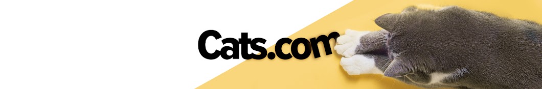 All About Cats Banner