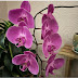 Orchids World And More