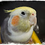 cockatiel singing