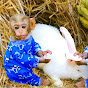 Animals Home Monkey Stories
