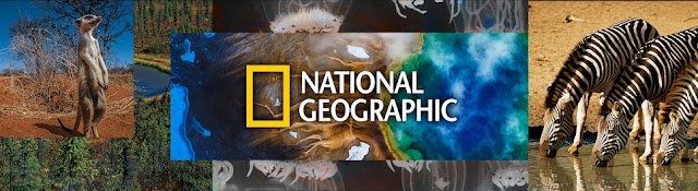 내셔널지오그래픽 - National Geographic Korea