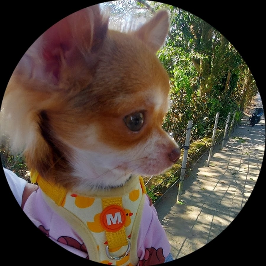 SASSIE THE CHI Kulit