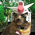 Japan cat ONNAN!!　Our funny cats