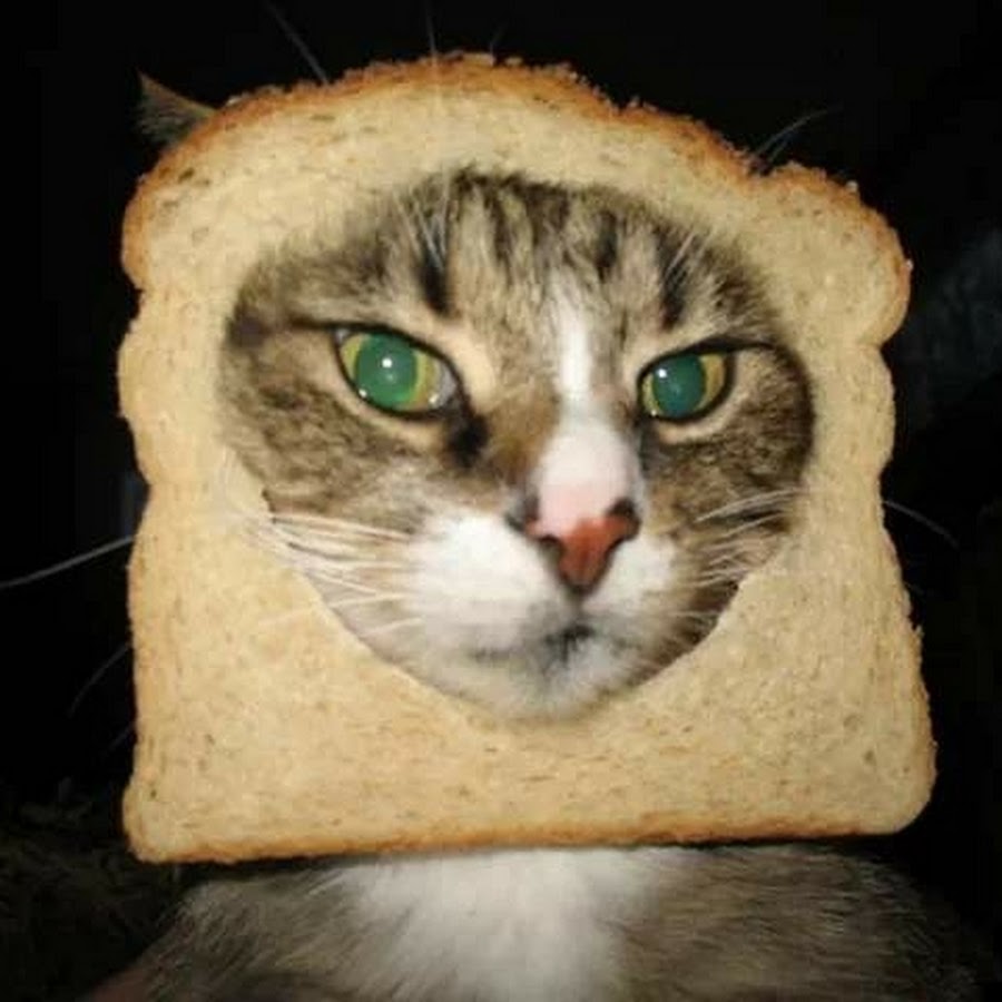 Можно котам хлеб. Кот хлеб. Кот Хлебушек. Котик в хлебе. Кошка в хлебушке.