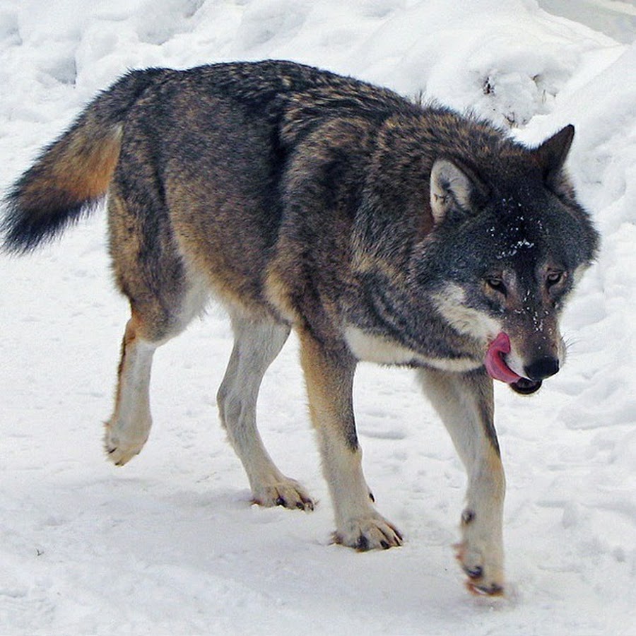 волки грузия