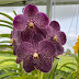 Ian’s Orchids