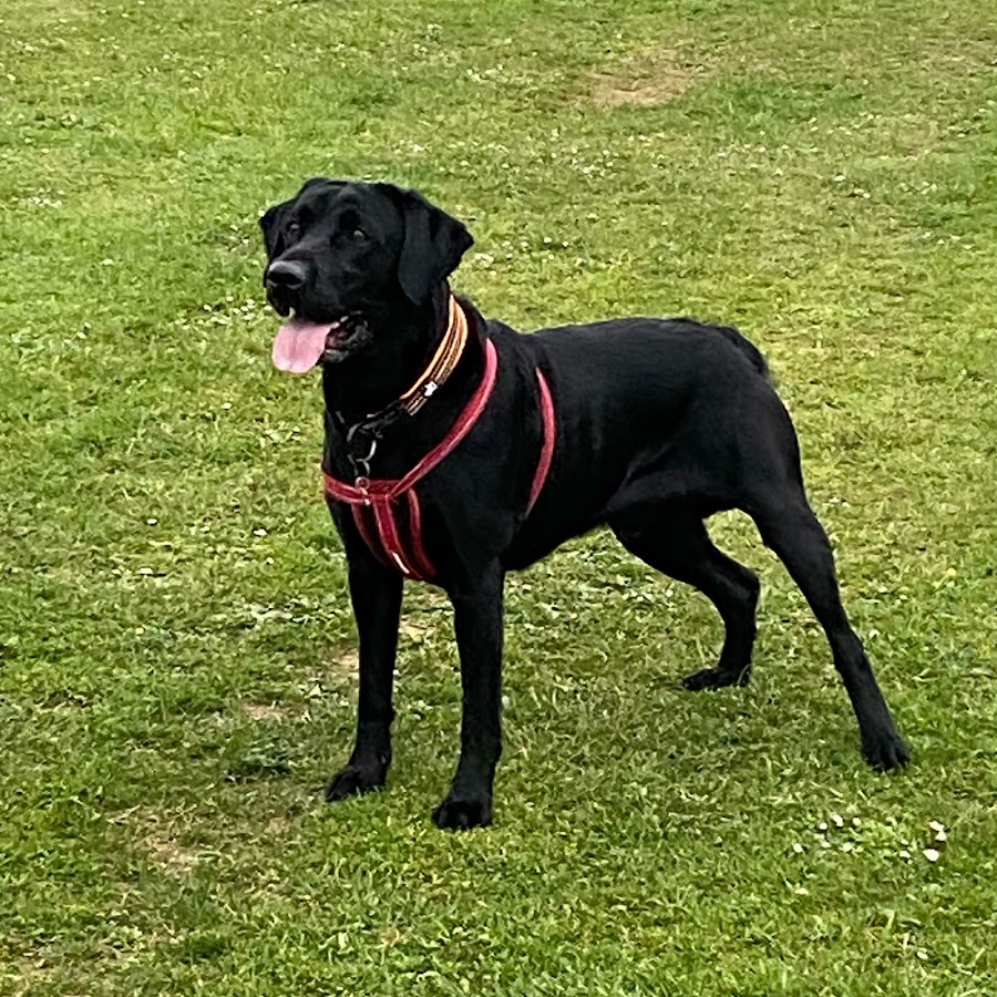 Black Labrador Bracken