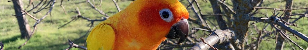 The Real Sunny Sun Conure Banner
