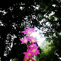 Artist Thumbnail