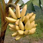 World of Indonesian Bananas