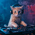 AI Cat Music