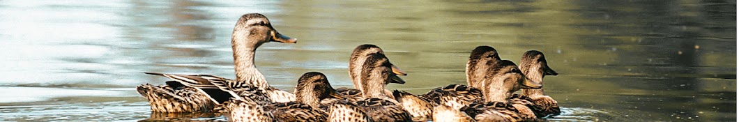 CaliforniaWaterfowl