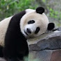 Panda Diar